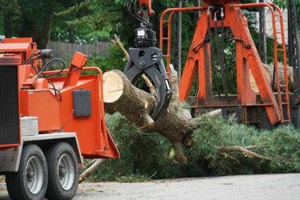 Why Choose Our Tree Removal Services in Lake Shore, WA?